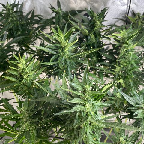 Mohan Poison #1 growlog timeline photo