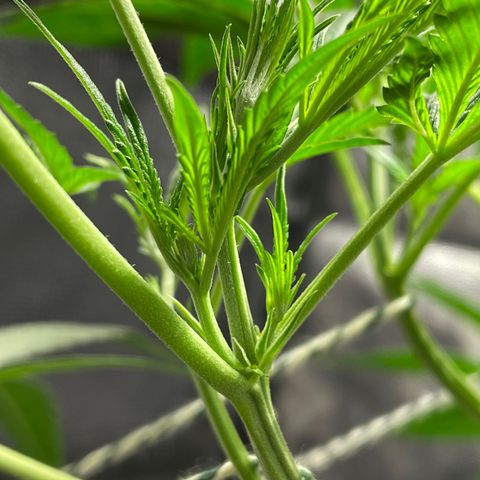 Auto Citrus Skunk growlog timeline photo