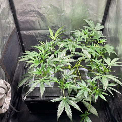 Auto Citrus Skunk growlog timeline photo