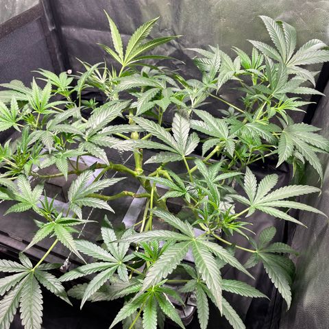Auto Citrus Skunk growlog timeline photo