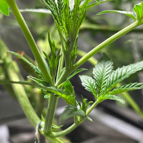 Auto Citrus Skunk growlog timeline photo