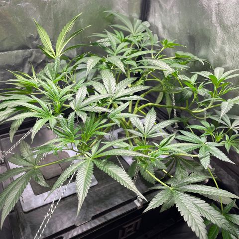 Auto Citrus Skunk growlog timeline photo