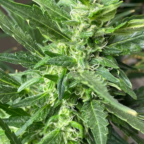Mohan Poison #1 growlog timeline photo