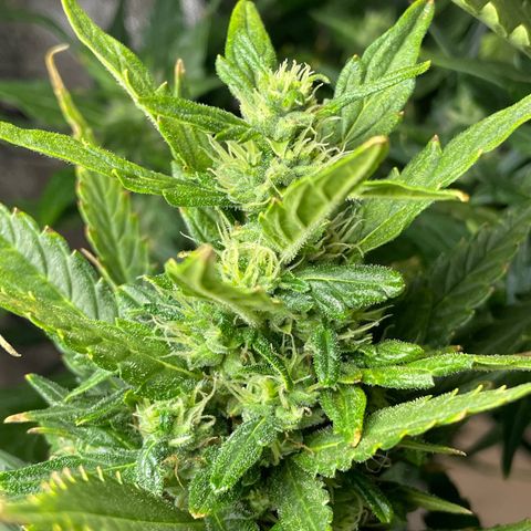 Mohan Poison #1 growlog timeline photo