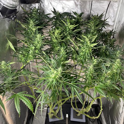 Mohan Poison #1 growlog timeline photo