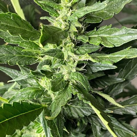 Mohan Poison #1 growlog timeline photo