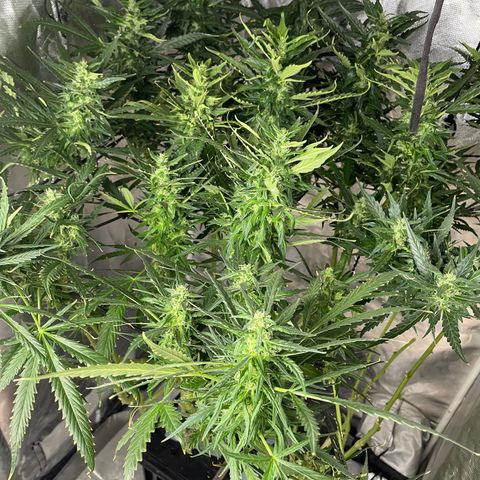 Mohan Poison #1 growlog timeline photo