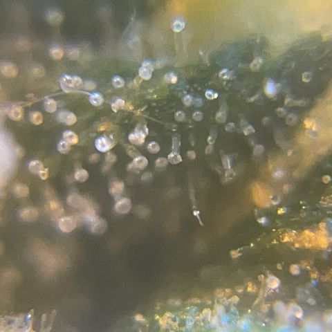 Mohan Poison #1 growlog timeline photo