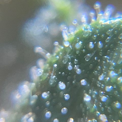 Mohan Poison #1 growlog timeline photo