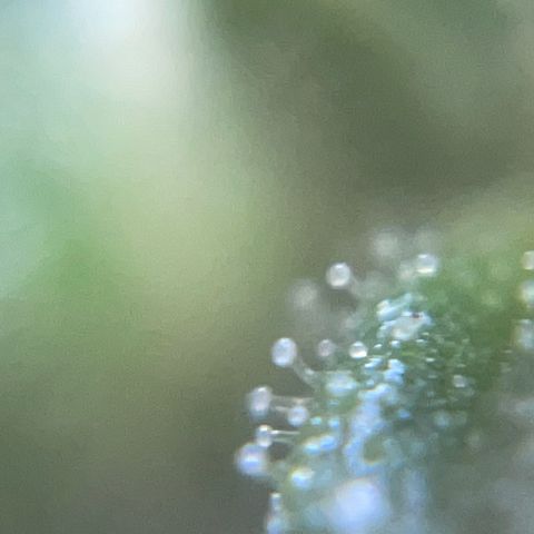 Mohan Poison #1 growlog timeline photo