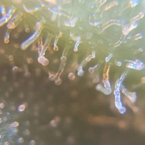Mohan Poison #1 growlog timeline photo