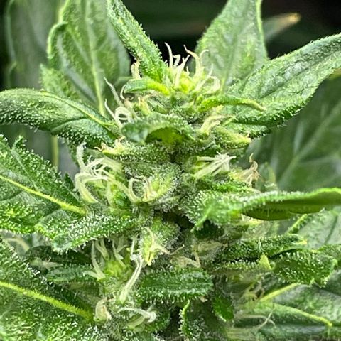 Mohan Poison #2 growlog timeline photo