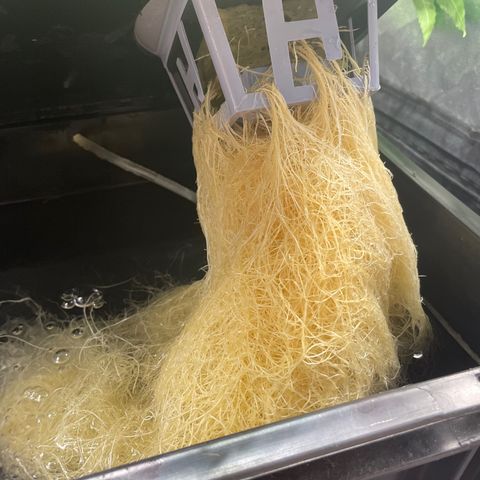 Auto Citrus Skunk growlog timeline photo