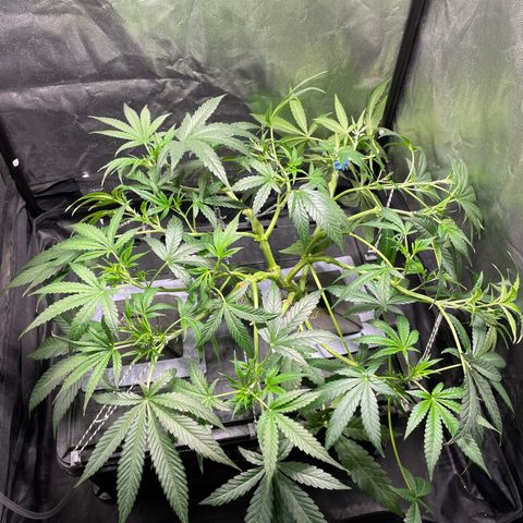 Auto Citrus Skunk growlog timeline photo