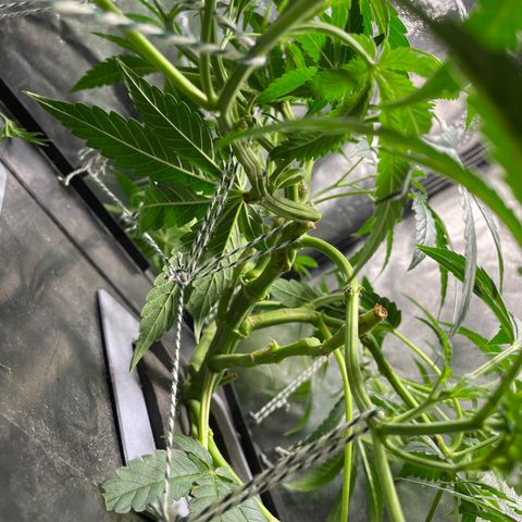Auto Citrus Skunk growlog timeline photo