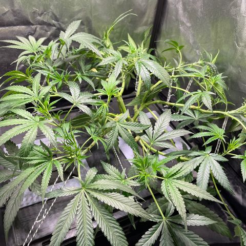 Auto Citrus Skunk growlog timeline photo