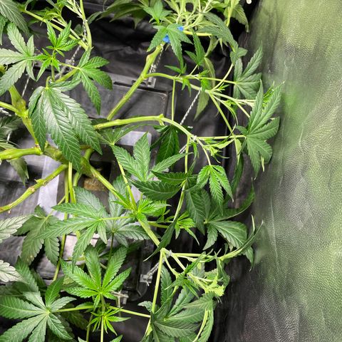 Auto Citrus Skunk growlog timeline photo