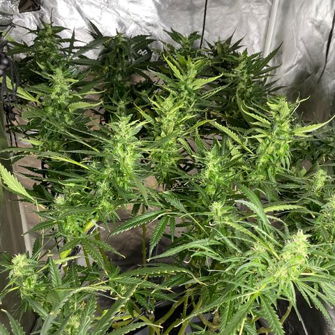 Mohan Poison #1 growlog timeline photo