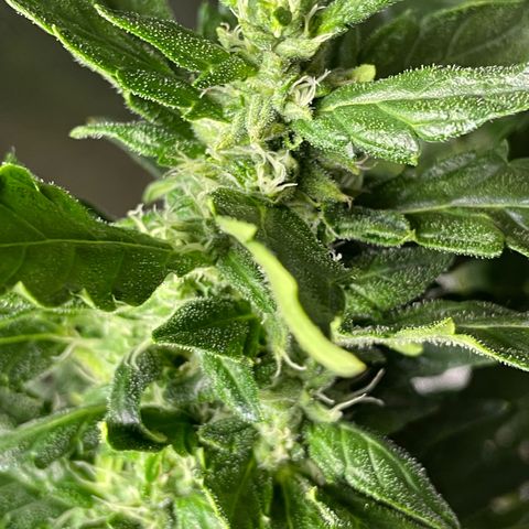 Mohan Poison #1 growlog timeline photo