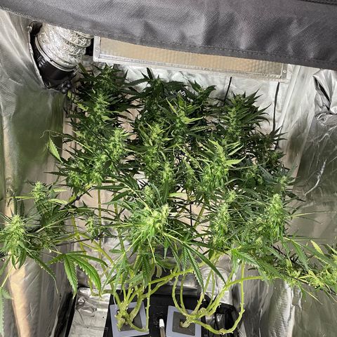 Mohan Poison #1 growlog timeline photo