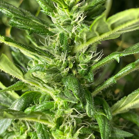 Mohan Poison #1 growlog timeline photo