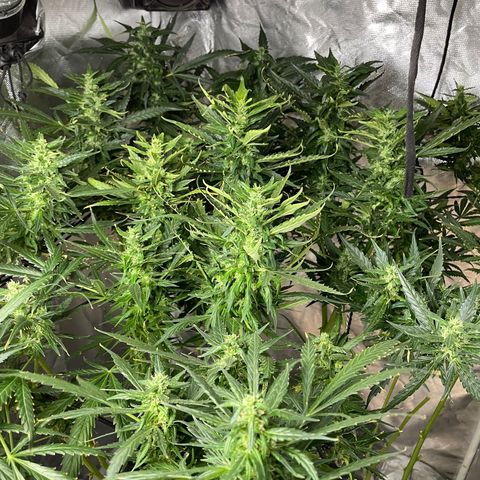 Mohan Poison #1 growlog timeline photo