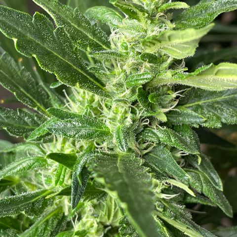 Mohan Poison #1 growlog timeline photo