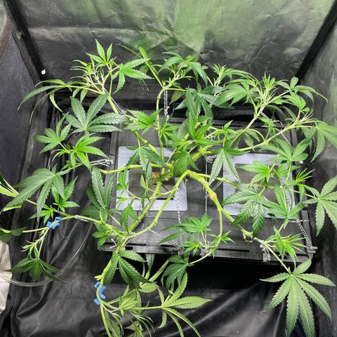 Auto Citrus Skunk growlog timeline photo