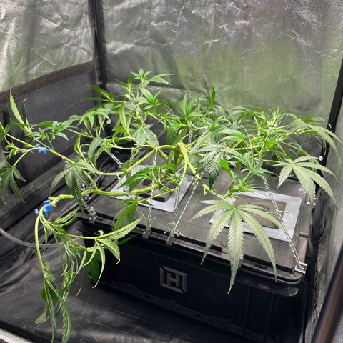 Auto Citrus Skunk growlog timeline photo