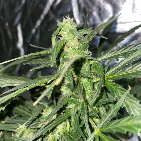 Mohan Poison #1 growlog timeline photo