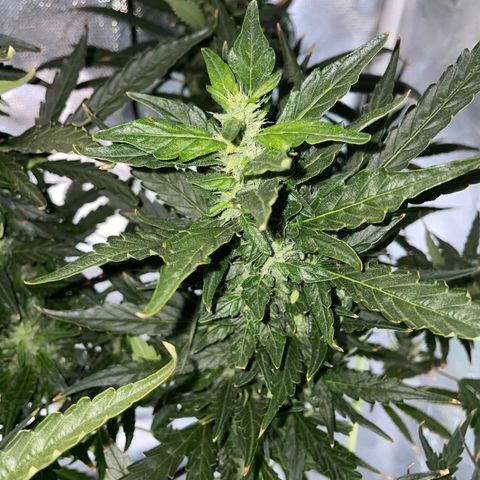 Mohan Poison #1 growlog timeline photo