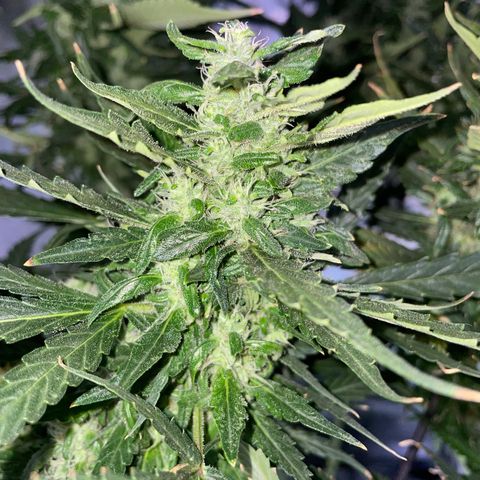 Mohan Poison #1 growlog timeline photo