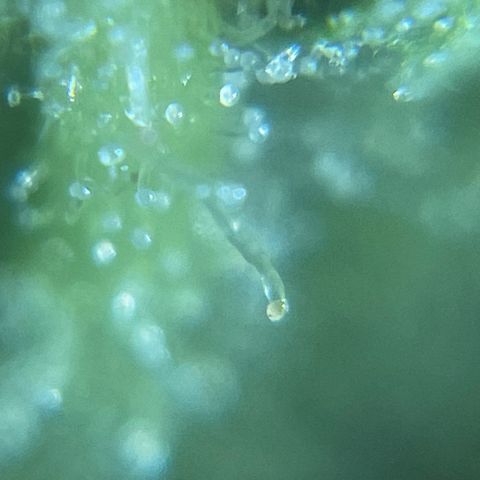 Mohan Poison #1 growlog timeline photo