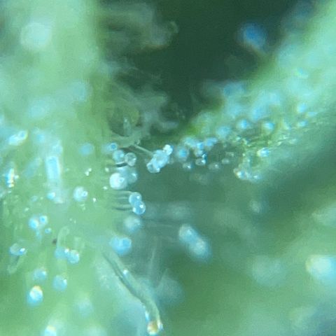 Mohan Poison #1 growlog timeline photo