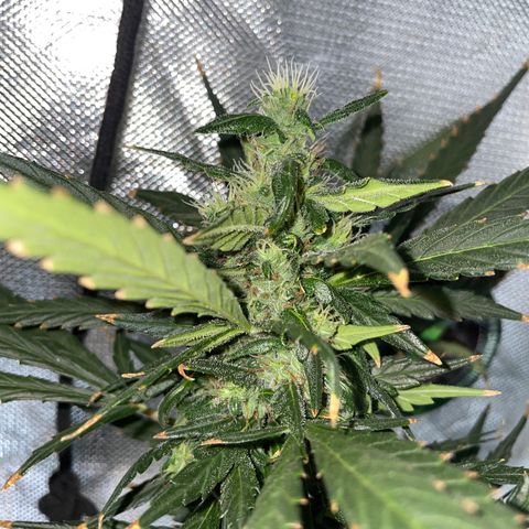 Mohan Poison #1 growlog timeline photo