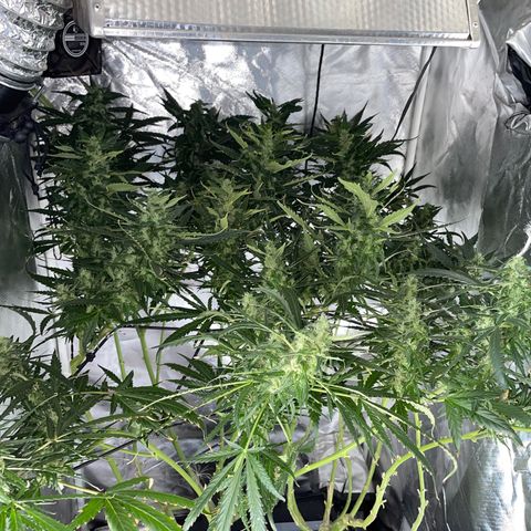 Mohan Poison #1 growlog timeline photo