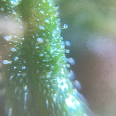 Mohan Poison #1 growlog timeline photo