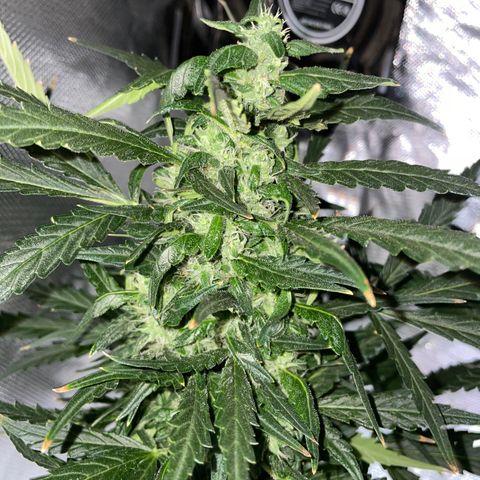 Mohan Poison #1 growlog timeline photo