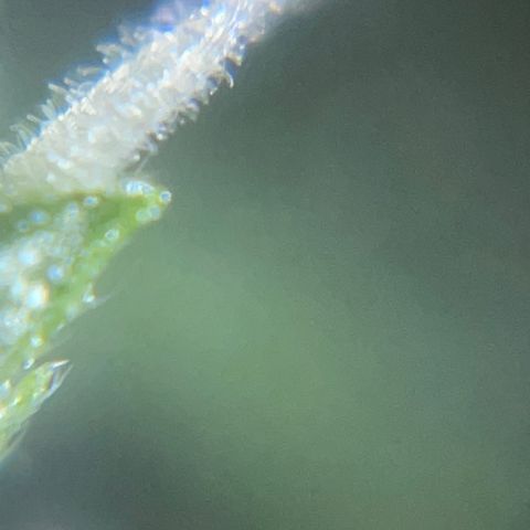 Mohan Poison #1 growlog timeline photo
