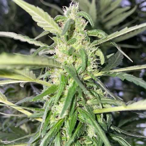 Mohan Poison #1 growlog timeline photo