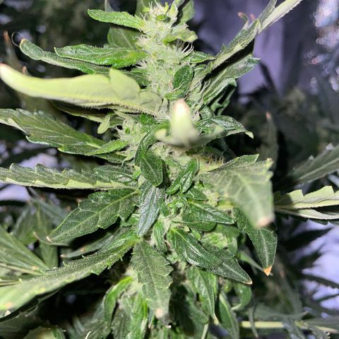 Mohan Poison #1 growlog timeline photo