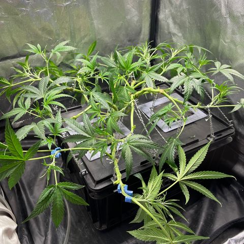 Auto Citrus Skunk growlog timeline photo