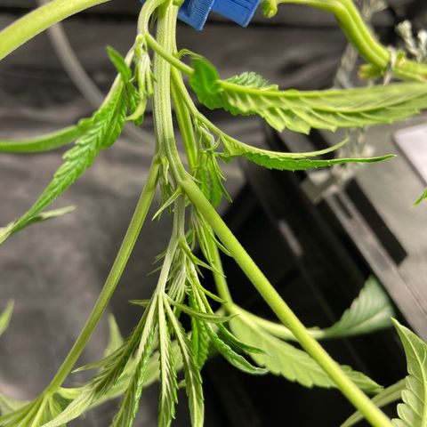 Auto Citrus Skunk growlog timeline photo