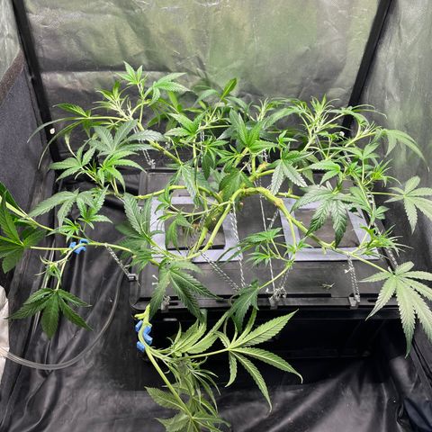 Auto Citrus Skunk growlog timeline photo