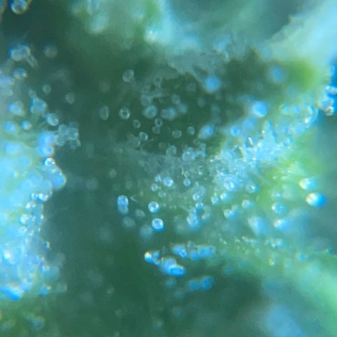 Mohan Poison #1 growlog timeline photo