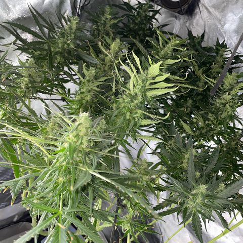 Mohan Poison #1 growlog timeline photo
