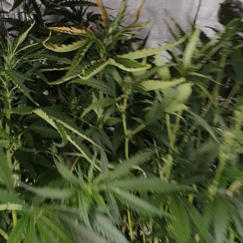 Mohan Poison #1 growlog timeline photo