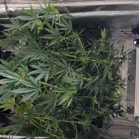 Mohan Poison #1 growlog timeline photo