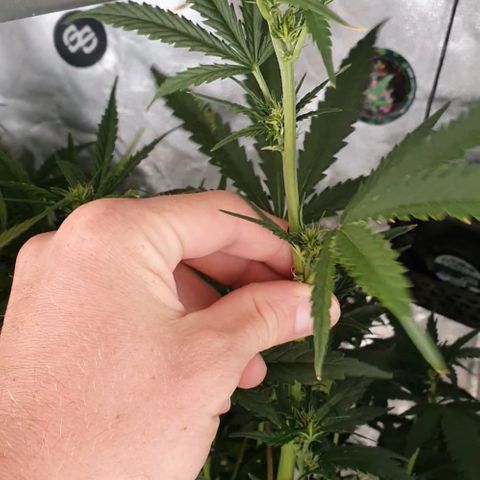 Mohan Poison #1 growlog timeline photo