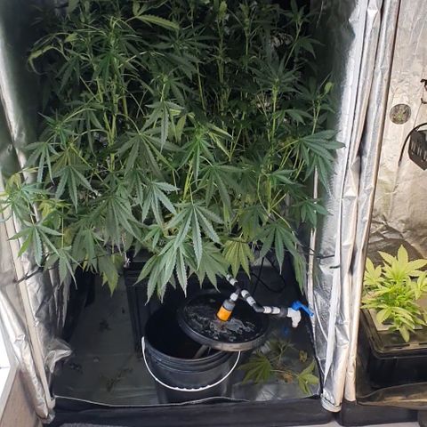 Mohan Poison #1 growlog timeline photo
